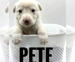 Puppy Pete German Shepherd Dog