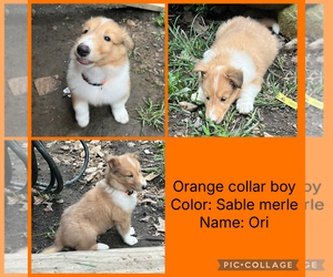 Collie Puppy for sale in HAGERSTOWN, MD, USA