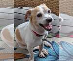 Small #1 Chihuahua Mix