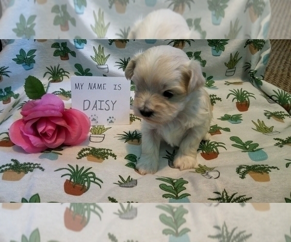 Medium Photo #12 Maltipoo (Miniature) Puppy For Sale in BROOKFIELD, MO, USA