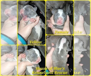 American Pit Bull Terrier Puppy for sale in DELAWARE, OH, USA