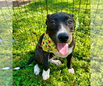 Small Photo #4 Boxer-Unknown Mix Puppy For Sale in Southbury, CT, USA