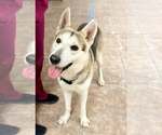 Small Siberian Husky