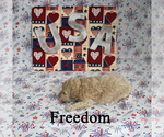 Small #1 Poodle (Toy)