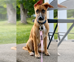 Small #14 Labrador Retriever Mix