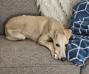 Whippet Puppy for sale in KALAMAZOO, MI, USA