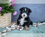 Puppy Petunia Miniature Australian Shepherd