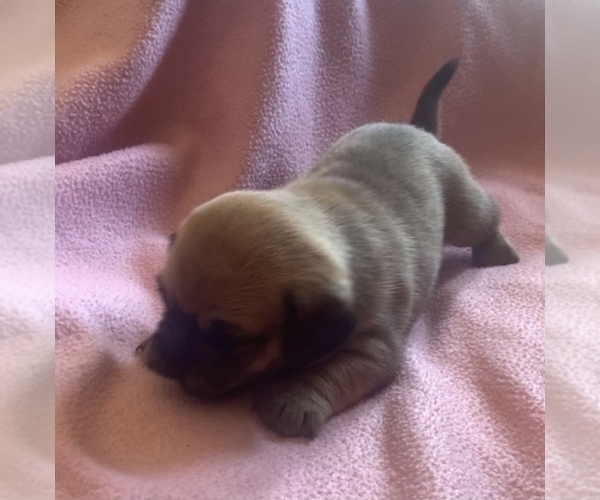 Medium Photo #5 Daug Puppy For Sale in VALLEY FALLS, KS, USA
