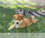 Small Photo #11 Shiba Inu Puppy For Sale in YUCCA VALLEY, CA, USA
