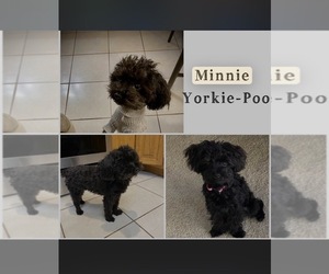 Mother of the Yorkipoo puppies born on 08/19/2026