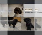 Small Photo #1 Yorkipoo Puppy For Sale in FENTON, MI, USA