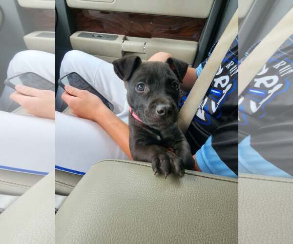 Medium Photo #3 Mutt Puppy For Sale in Belleville, MI, USA
