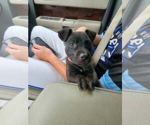 Pippa - Female Mutt Dog for Adoption - Photo #3