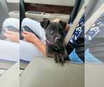 Small #2 Mutt