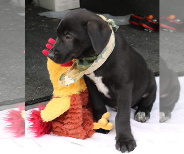 Medium Photo #2 Shepradors Puppy For Sale in Bandera, TX, USA