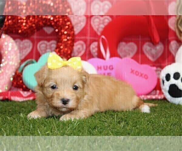 Medium Photo #4 Morkie Puppy For Sale in THONOTOSASSA, FL, USA