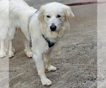 Small #8 Great Pyrenees Mix