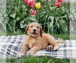 Small #1 Goldendoodle
