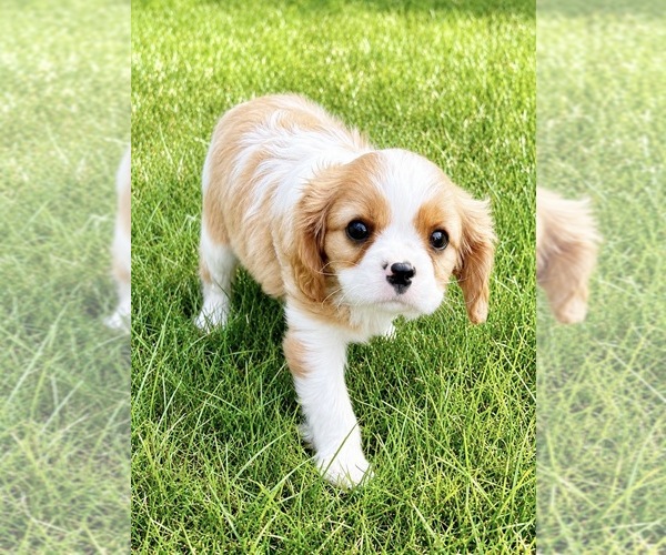 Medium Photo #3 Cavalier King Charles Spaniel Puppy For Sale in FAIR HAVEN, MI, USA