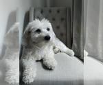 Small Photo #1 Maltipoo Puppy For Sale in BREMERTON, WA, USA