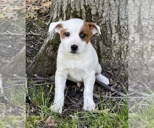 Jack Russell Terrier Puppy for sale in FAIR HAVEN, MI, USA