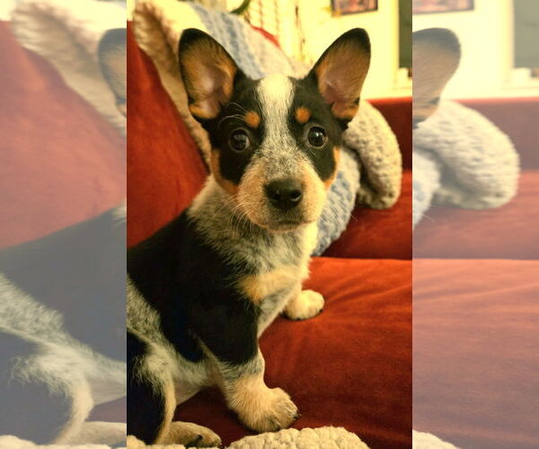 Medium Photo #3 Mutt Puppy For Sale in Bellevue, WA, USA