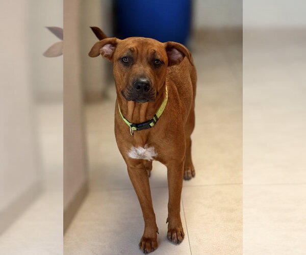 Medium Photo #3 Rhodesian Ridgeback-Unknown Mix Puppy For Sale in San Diego, CA, USA
