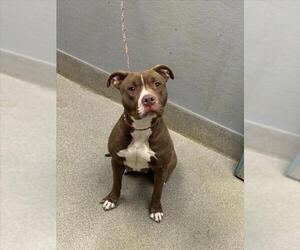 Mutt Dogs for adoption in Las Vegas, NV, USA
