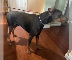 Father of the Doberman Pinscher puppies born on 05/29/2025