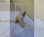 Small Anatolian Shepherd Mix