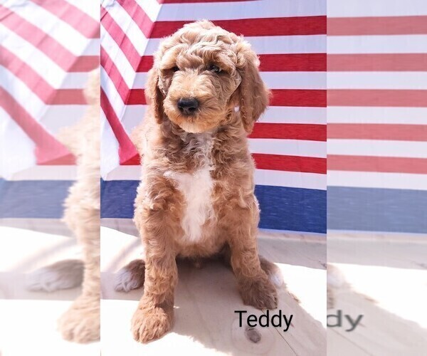 Medium Photo #1 Poodle (Standard)-Unknown Mix Puppy For Sale in LEXINGTON, IN, USA