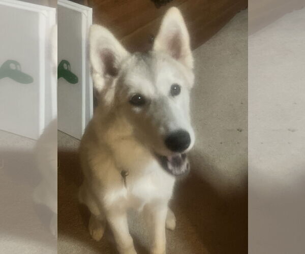 Medium Photo #2 - Mix Puppy For Sale in McKinney, TX, USA
