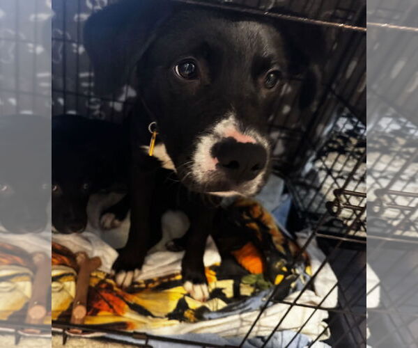 Medium Photo #3 Labrador Retriever-Unknown Mix Puppy For Sale in Oakhurst, NJ, USA