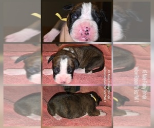 Boxer Puppy for sale in LINN GROVE, IN, USA