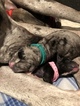 Small Photo #14 Great Dane Puppy For Sale in WARRENSBURG, MO, USA