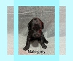 Puppy Grey Labradoodle