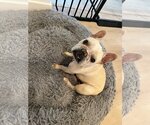 Small Photo #6 French Bulldog Puppy For Sale in Phoenix, AZ, USA