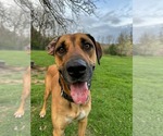 Small #3 Great Dane Mix