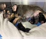 Small Photo #2 French Bulldog Puppy For Sale in LAKE CITY, FL, USA