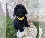 Image preview for Ad Listing. Nickname: Austin