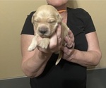 Small #1 Golden Retriever