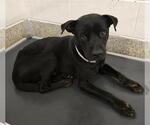 Small #1 Labrador Retriever Mix