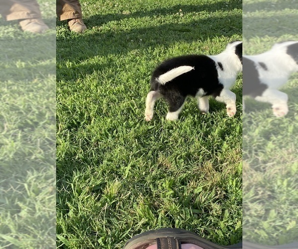 Medium Photo #16 Border Collie Puppy For Sale in BRISTOW, OK, USA
