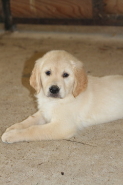 Medium Photo #1 Golden Retriever Puppy For Sale in KIRBYVILLE, TX, USA