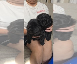 Chow Chow Puppy for sale in MERCED, CA, USA