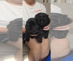 Litter of 5 - Male Chow ChowLitter of Puppies for Sale - Small photo