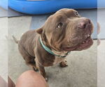 Small American Bulldog