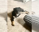 Small Australian Shepherd