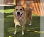Small #1 Labrador Retriever Mix