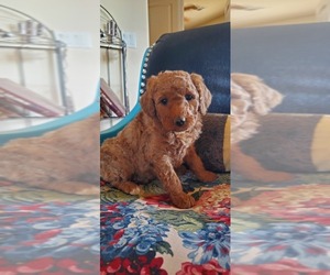 Goldendoodle Dogs for adoption in WITTMANN, AZ, USA